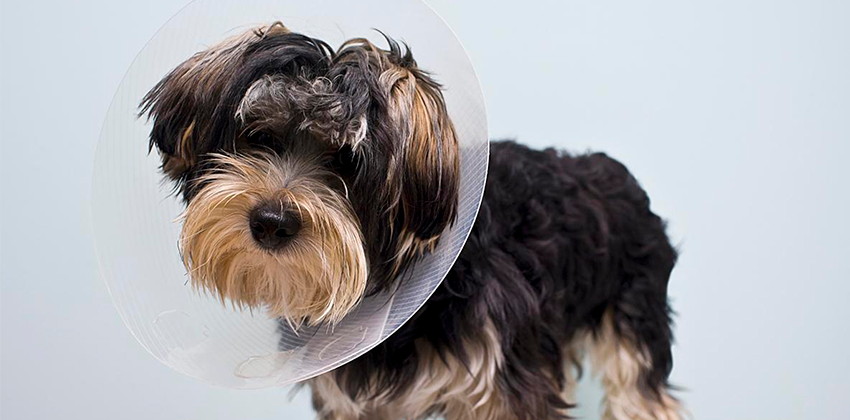 Pet Surgery Near Me 41051 Bach Veterinary Clinic